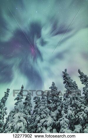 Stock Image - Northern Lights over snowcovered evergreen trees, Copper River Valley, Southcentral Alaska, winter. Fotosearch