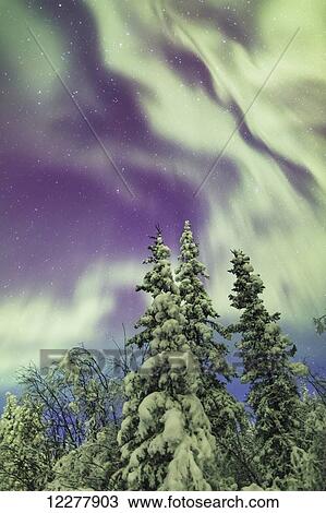 Northern Lights over snowcovered evergreen trees, Copper River Valley, Southcentral Alaska, winter View Large Photo Image Stock Image - Northern Lights over snowcovered evergreen trees, Copper River Valley, Southcentral Alaska, winter. Fotosearch