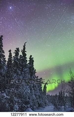 Northern Lights over snowcovered evergreen trees, Copper River Valley, Southcentral Alaska, winter View Large Photo Image Stock Image - Northern Lights over snowcovered evergreen trees, Copper River Valley, Southcentral Alaska, winter. Fotosearch