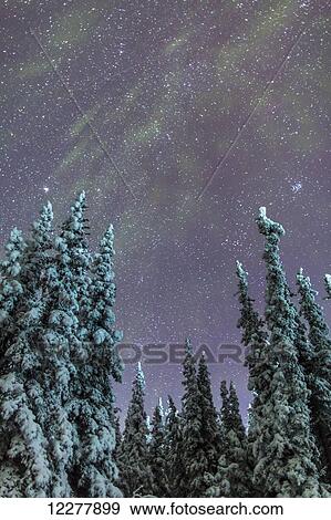 Stock Photo - Northern Lights over snowcovered evergreen trees, Copper River Valley, Southcentral Alaska, winter. Fotosearch