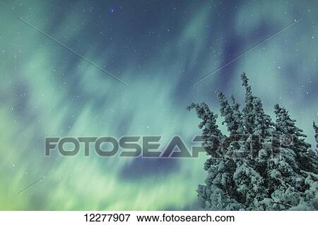 Northern Lights over snowcovered evergreen trees, Copper River Valley, Southcentral Alaska, winter View Large Photo Image Stock Photo - Northern Lights over snowcovered evergreen trees, Copper River Valley, Southcentral Alaska, winter. Fotosearch