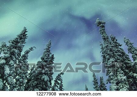 Northern Lights over snowcovered evergreen trees, Copper River Valley, Southcentral Alaska, winter View Large Photo Image Stock Photo - Northern Lights over snowcovered evergreen trees, Copper River Valley, Southcentral Alaska, winter. Fotosearch