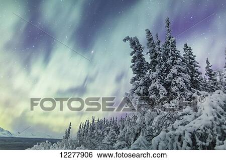 Northern Lights over snowcovered evergreen trees, Copper River Valley, Southcentral Alaska, winter View Large Photo Image Stock Photograph - Northern Lights over snowcovered evergreen trees, Copper River Valley, Southcentral Alaska, winter. Fotosearch