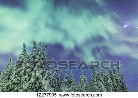 Stock Photography - Northern Lights over snowcovered evergreen trees, Copper River Valley, Southcentral Alaska, winter. Fotosearch