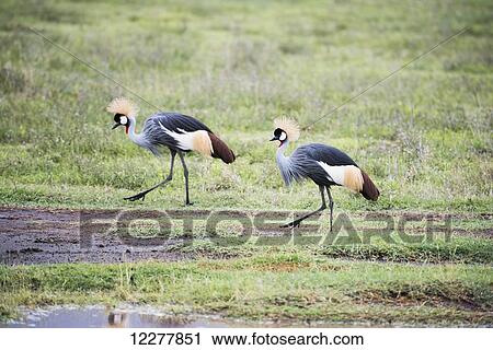 Stock Image - Pair of Grey Crowned Cranes (Balearica regulorum) walking on floor of Ngorongoro Crater; Tanzania. Fotosearch