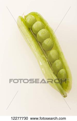 Pea pod; Edmonton, Alberta, Canada View Large Photo Image Stock Image - Pea pod; Edmonton, Alberta, Canada. Fotosearch