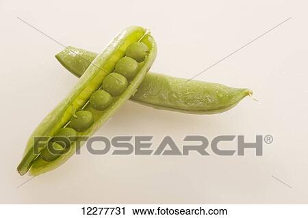 Pea pods; Edmonton, Alberta, Canada View Large Photo Image Stock Image - Pea pods; Edmonton, Alberta, Canada. Fotosearch