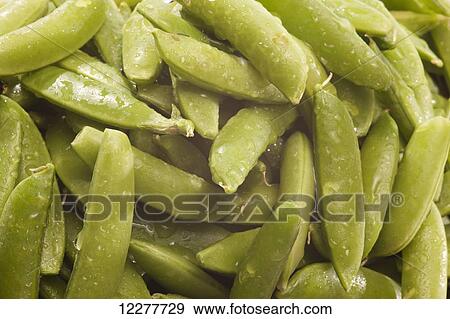 Peas; Edmonton, Alberta, Canada View Large Photo Image Stock Photo - Peas; Edmonton, Alberta, Canada. Fotosearch