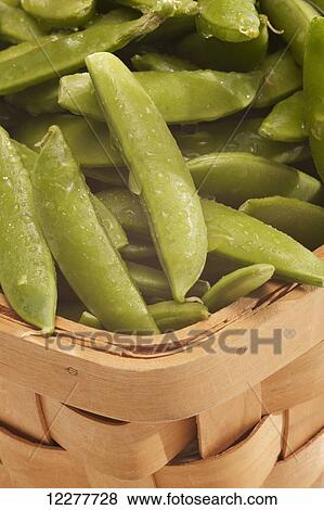 Peas in a basket; Edmonton, Alberta, Canada View Large Photo Image Stock Photo - Peas in a basket; Edmonton, Alberta, Canada. Fotosearch