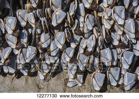 Pelagic Goose-neck Barnacles (Lepas anatifera) are often found attached to Pacific flotsam; Seaside, Oregon, United States of America View Large Photo Image Stock Image - Pelagic Goose-neck Barnacles (Lepas anatifera) are often found attached to Pacific flotsam; Seaside, Oregon, United States of America. Fotosearch