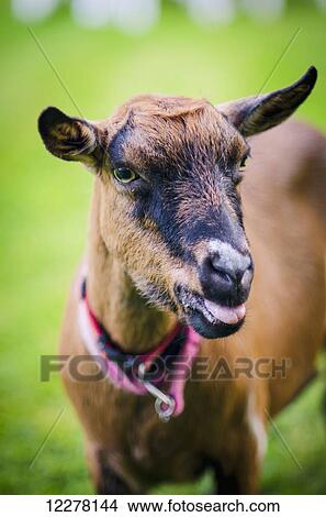 Picture - Pet goat at a farm, near Limoges; France. Fotosearch