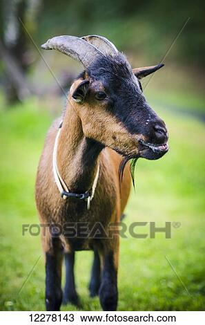 Pet goat at a farm, near Limoges; France View Large Photo Image Stock Image - Pet goat at a farm, near Limoges; France. Fotosearch