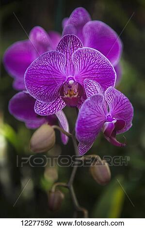 Phalaenopsis orchids in bloom; Kailua, Island of Hawaii, Hawaii, United States of America View Large Photo Image Stock Image - Phalaenopsis orchids in bloom; Kailua, Island of Hawaii, Hawaii, United States of America. Fotosearch