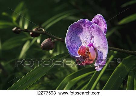 Phalaenopsis orchids in bloom; Kailua, Island of Hawaii, Hawaii, United States of America View Large Photo Image Stock Image - Phalaenopsis orchids in bloom; Kailua, Island of Hawaii, Hawaii, United States of America. Fotosearch