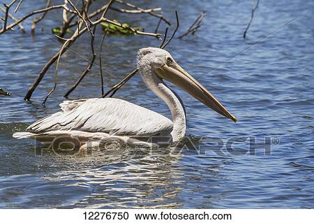Pink-backed pelican (Pelecanus rufescens), Lake Naivasha National Park; Kenya View Large Photo Image Stock Image - Pink-backed pelican (Pelecanus rufescens), Lake Naivasha National Park; Kenya. Fotosearch