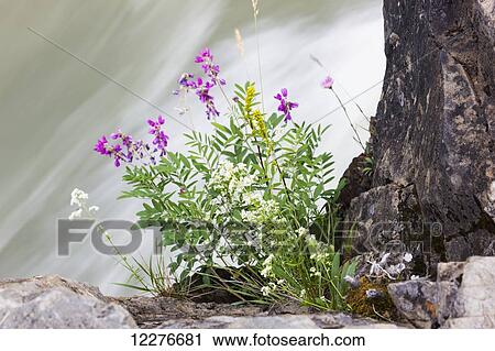 Stock Image - Pink Flowers grow atop of Whirlpool Canyon along the Liard River, Alaska Highway, North of Liard Hot Springs, British Columbia, Canada, Summer. Fotosearch