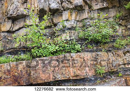 Stock Image - Plants grow out of rocks atop Whirlpool Canyon, on the Liard River, alongside the Alaska Highway, North of Liard Hot Springs, British Columbia, Canada, Summer. Fotosearch