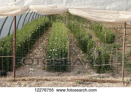 Plants growing in a greenhouse; Spain View Large Photo Image Stock Photography - Plants growing in a greenhouse; Spain. Fotosearch