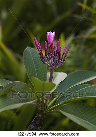 Plumeria flowers starting to bloom; Kailua, Island of Hawaii, Hawaii, United States of America View Large Photo Image Picture - Plumeria flowers starting to bloom; Kailua, Island of Hawaii, Hawaii, United States of America. Fotosearch