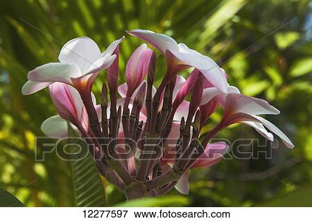 Stock Photo - Plumeria flowers starting to bloom; Kailua, Island of Hawaii, Hawaii, United States of America. Fotosearch