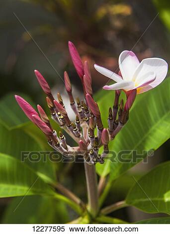 Stock Photography - Plumeria flowers starting to bloom; Kailua, Island of Hawaii, Hawaii, United States of America. Fotosearch