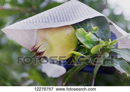 Stock Photo - Pomegranate growing on a tree and covered with paper; Spain. Fotosearch