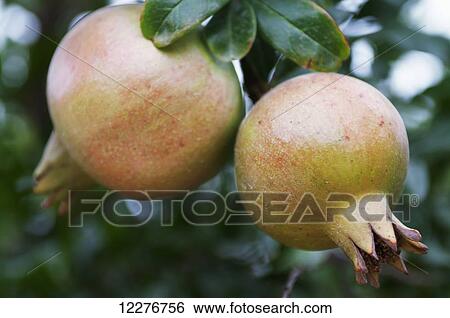 Stock Photograph - Pomegranates growing on a tree; Spain. Fotosearch