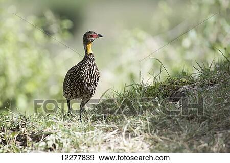 Stock Photo - Portrait of Yellow-necked Spurfowl (Francolinus leucoscepus), Tarangire National Park; Tanzania. Fotosearch