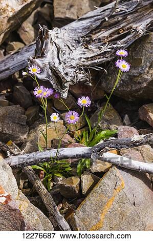 Purple Flowers growing among rocks along Whirlpool Canyon, Liard River, alongside the Alaska Highway, North of Liard Hot Springs, British Columbia, Canada, Summer View Large Photo Image Stock Photo - Purple Flowers growing among rocks along Whirlpool Canyon, Liard River, alongside the Alaska Highway, North of Liard Hot Springs, British Columbia, Canada, Summer. Fotosearch