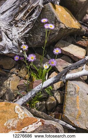 Stock Photograph - Purple Flowers growing among rocks along Whirlpool Canyon, Liard River, alongside the Alaska Highway, North of Liard Hot Springs, British Columbia, Canada, Summer. Fotosearch