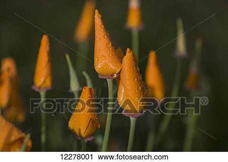 Rain falls on California Poppies (Eschscholzia californica); Astoria, Oregon, United States of America View Large Photo Image Stock Image - Rain falls on California Poppies (Eschscholzia californica); Astoria, Oregon, United States of America. Fotosearch