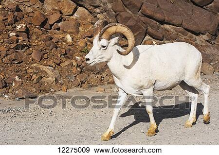 Ram Dall Sheep walking on the park road at Polychrome Pass, Denali National Park, Interior Alaska, Summer View Large Photo Image Stock Photo - Ram Dall Sheep walking on the park road at Polychrome Pass, Denali National Park, Interior Alaska, Summer. Fotosearch