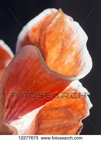 Stock Image - Red and white Amaryllis belladonna; England. Fotosearch