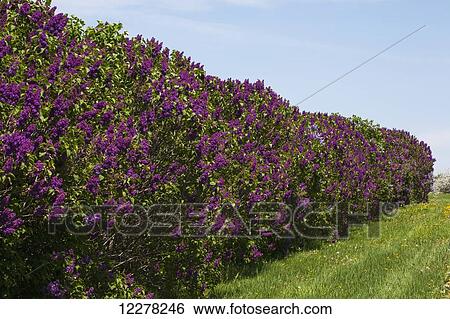 Row of lilac bushes; St. Paul D'abbotsford, Quebec, Canada View Large Photo Image Stock Photograph - Row of lilac bushes; St. Paul D'abbotsford, Quebec, Canada. Fotosearch