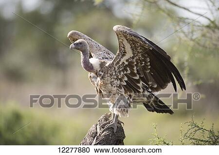 Stock Image - Ruppell's Griffon Vulture (Gyps ruppellii) with wings outstretched perches on stump near Ndutu, Ngorongoro Crater Conservation Area; Tanzania. Fotosearch