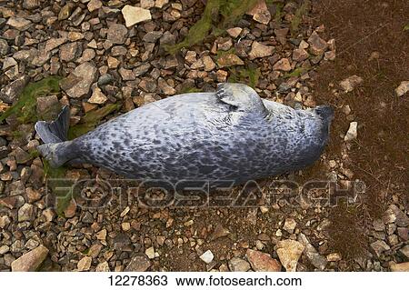 Seal caught in fishing net; Cambridge Bay, Nunavut, Canada View Large Photo Image Stock Image - Seal caught in fishing net; Cambridge Bay, Nunavut, Canada. Fotosearch