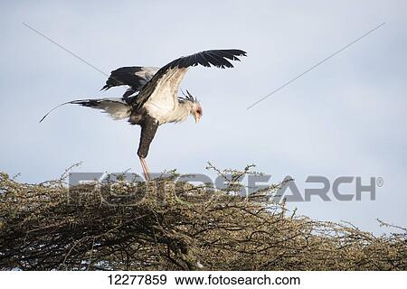 Secretary Bird (Sagittarius serpentarius) with wings outstretched perches in acacia tree near Ndutu, Ngorongoro Crater Conservation Area; Tanzania View Large Photo Image Stock Photo - Secretary Bird (Sagittarius serpentarius) with wings outstretched perches in acacia tree near Ndutu, Ngorongoro Crater Conservation Area; Tanzania. Fotosearch