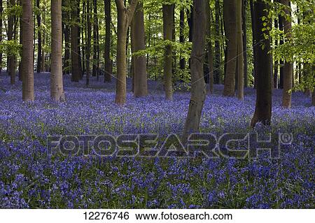 Shaft of sunlight in the bluebell woods; Northamptonshire, England View Large Photo Image Stock Photograph - Shaft of sunlight in the bluebell woods; Northamptonshire, England. Fotosearch