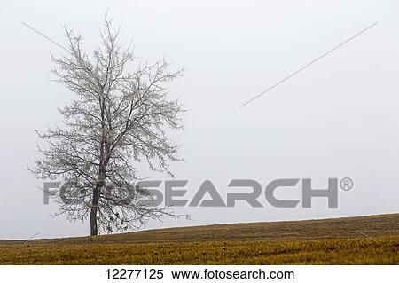 Single tree on a foggy hillside; Calgary, Alberta, Canada View Large Photo Image Stock Photography - Single tree on a foggy hillside; Calgary, Alberta, Canada. Fotosearch