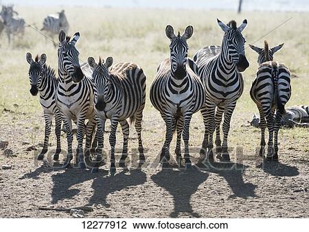 Stock Image - Six Common Zebra stand in line in Serengeti National Park, Tanzania. Fotosearch