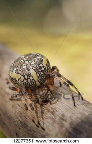 Stock Image - Spider on a log. Fotosearch