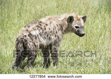 Spotted Hyena (Crocuta crocuta) standing in grass in Serengeti National Park; Tanzania View Large Photo Image Picture - Spotted Hyena (Crocuta crocuta) standing in grass in Serengeti National Park; Tanzania. Fotosearch
