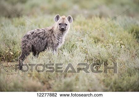 Spotted Hyena (Crocuta crocuta) stares from low shrubs near Ndutu, Ngorongoro Crater Conservation Area; Tanzania View Large Photo Image Stock Image - Spotted Hyena (Crocuta crocuta) stares from low shrubs near Ndutu, Ngorongoro Crater Conservation Area; Tanzania. Fotosearch