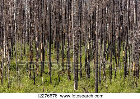 Stock Photograph - Spruce trees burned after a forest fire north of Liard Hot Springs, British Columbia, Canada, Summer. Fotosearch