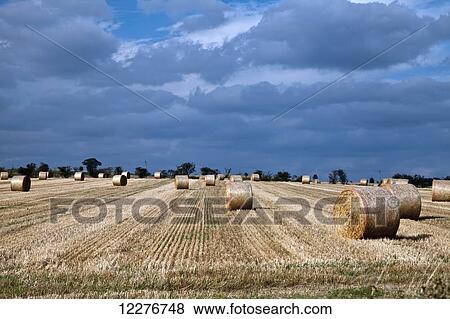 Stock Photo - Straw bales in a field; England. Fotosearch