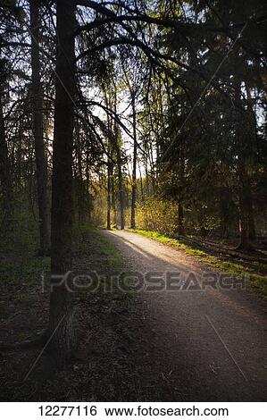 Sunlight on a trail through the forest; Edmonton, Alberta, Canada View Large Photo Image Stock Photograph - Sunlight on a trail through the forest; Edmonton, Alberta, Canada. Fotosearch
