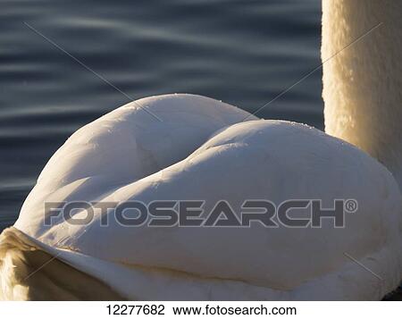 Stock Image - Swan (Cygnus) in water; Surrey, England. Fotosearch