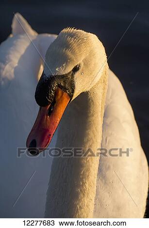 Swan (Cygnus); Surrey, England View Large Photo Image Stock Image - Swan (Cygnus); Surrey, England. Fotosearch