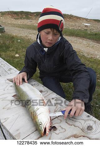 Stock Photography - Teenage boy filleting Arctic Char on the shore of the bay, near Cambridge Bay; Nunavut, Canada. Fotosearch