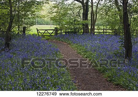 Stock Photo - The gate out of the bluebell woods; Northamptonshire, England. Fotosearch